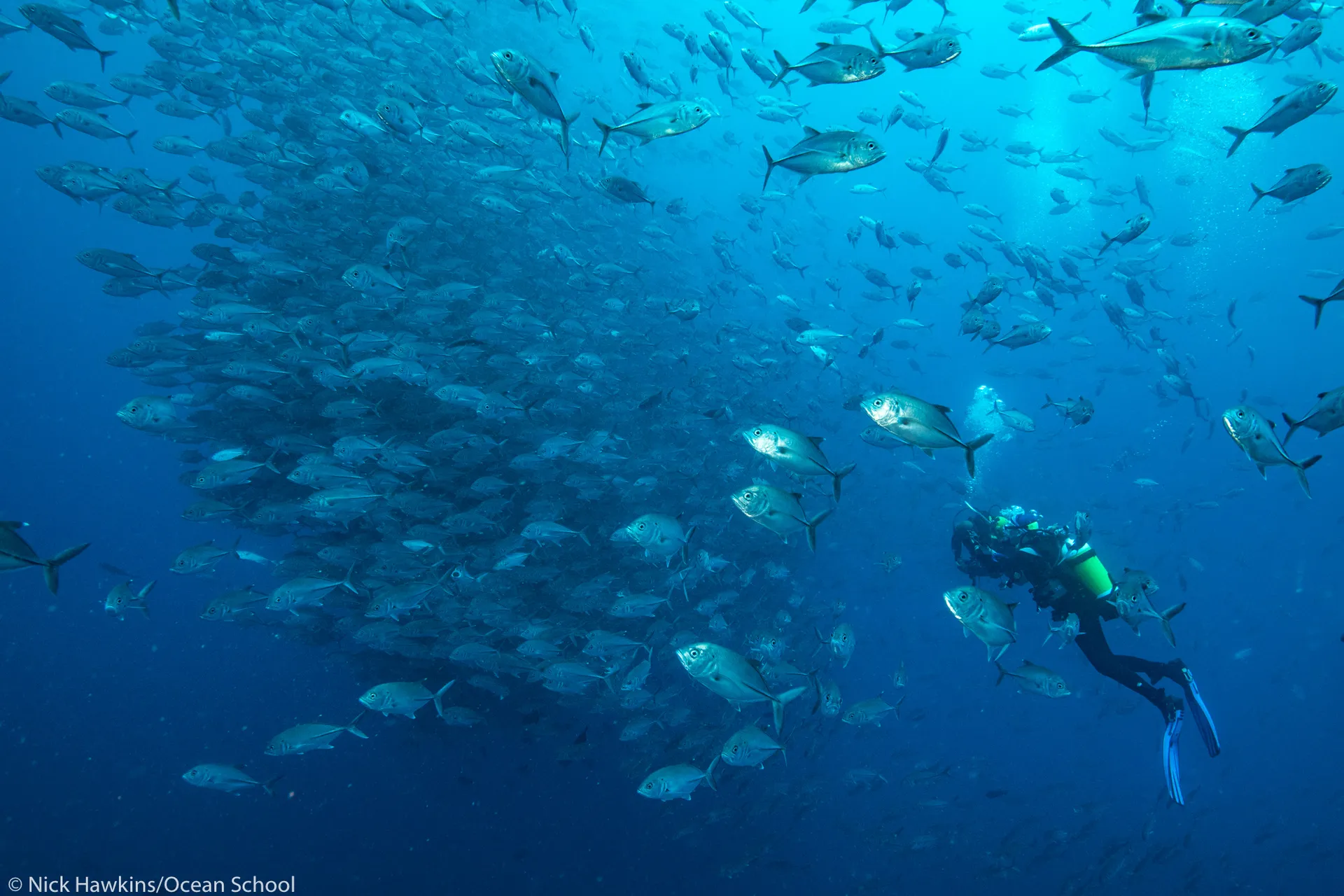 Vie marine filmée en vidéo 360 - Ocean School