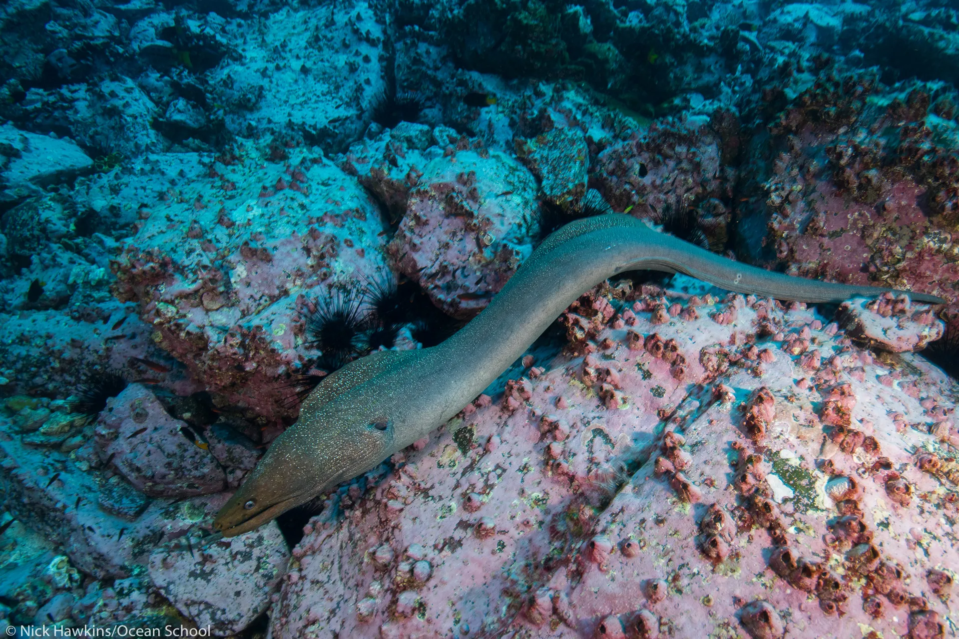 Biodiversité marine en vidéo 360 - Ocean School